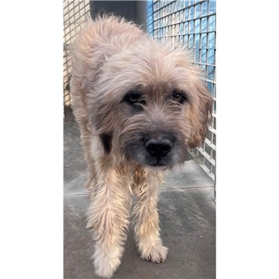 Comune di Siniscola - Cane - Microchip 380260045078281