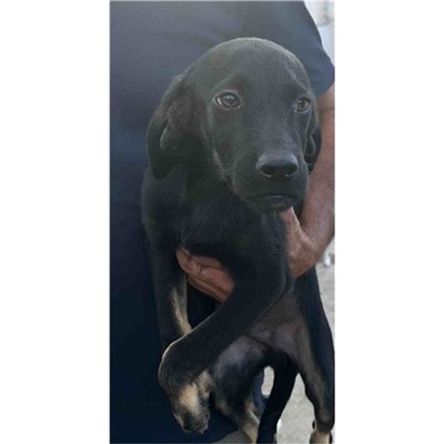 Comune di Siniscola - Cane - Microchip 380260045145202