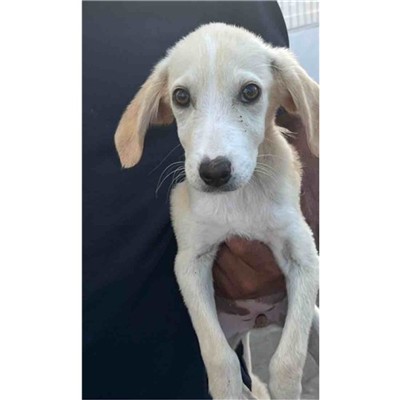 Comune di Siniscola - Cane - Microchip 380260045146834