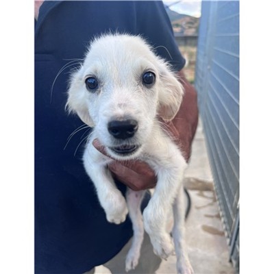 Comune di Siniscola - Cane - Microchip 380260045172324