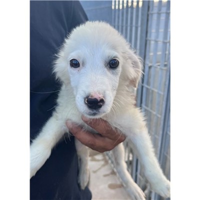 Comune di Siniscola - Cane - Microchip 380260045172441