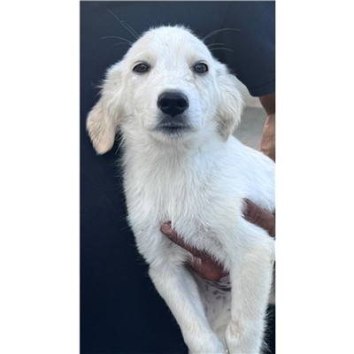 Comune di Siniscola - Cane - Microchip 380260045188589
