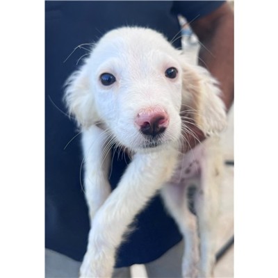 Comune di Siniscola - Cane - Microchip 380260045173039