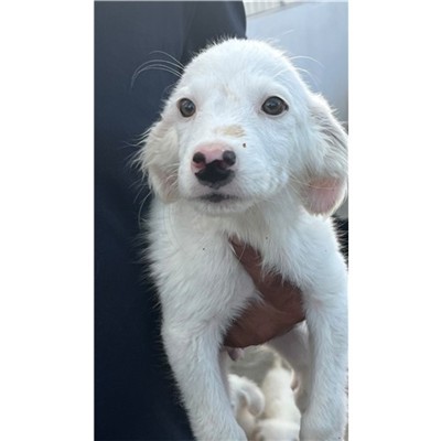 Comune di Siniscola - Cane - Microchip 380260045188904