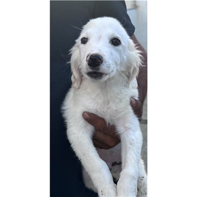 Comune di Siniscola - Cane - Microchip 380260045188733