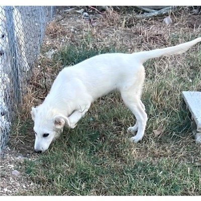 Comune di Siniscola - Cane - Microchip 380260045188336