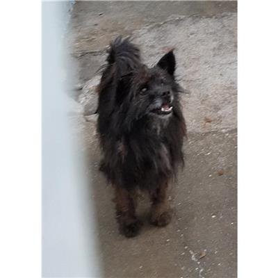 Comune di Siniscola - Cane - Microchip 380260040838134