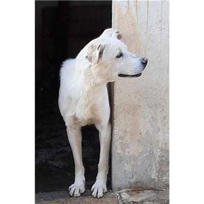 Comune di Orosei - 380098100487017