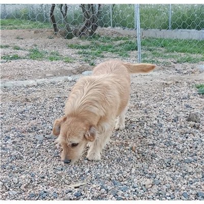 Comune di San Teodoro - Cane - Microchip 380260043308925