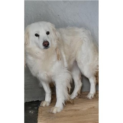 Comune di Orosei - 380260040883714