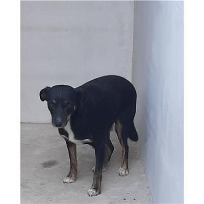 Comune di Budoni - Cane - Microchip 380260043259620