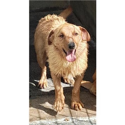 Comune di Budoni - Cane - Microchip 380260043901404