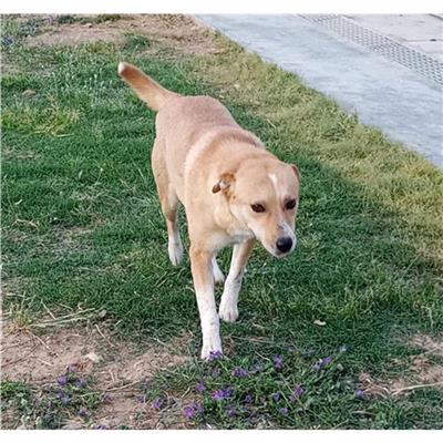 Comune di Budoni - Cane - Microchip 380260043865946