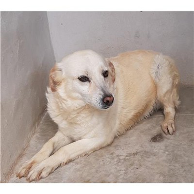 Comune di Posada - 380260040777191