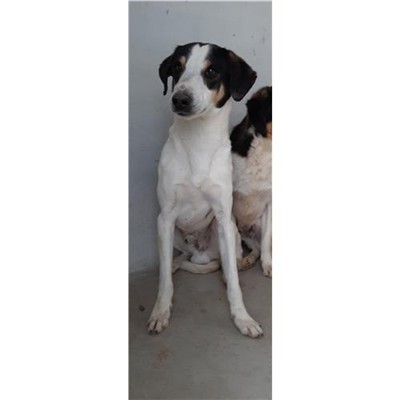 Comune di Sant'Antonio di Gallura - 380260043053534