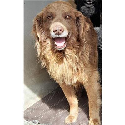 Comune di Bono - Cane - Microchip 380260043827763