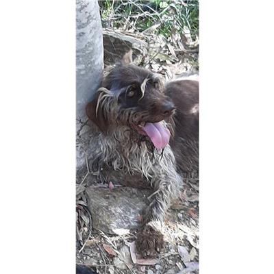 Comune di Siniscola - Cane - Microchip 380260043827762