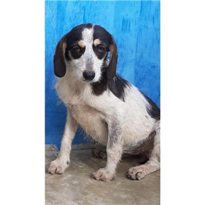 Comune di Siniscola - 380260044249738