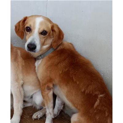 Comune di Tempio Pausania - Cane - Microchip 380260020114173