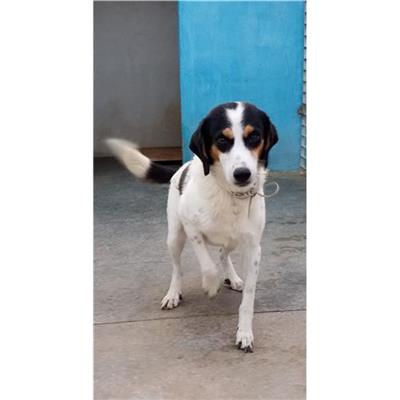 Comune di Tempio Pausania - Cane - Microchip 380260020115901