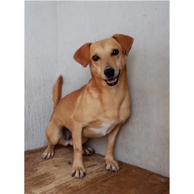 Comune di Tempio Pausania - Cane - Microchip 380260020114030