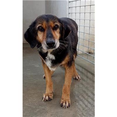 Comune di Castelsardo - Cane - Microchip 380260040180810