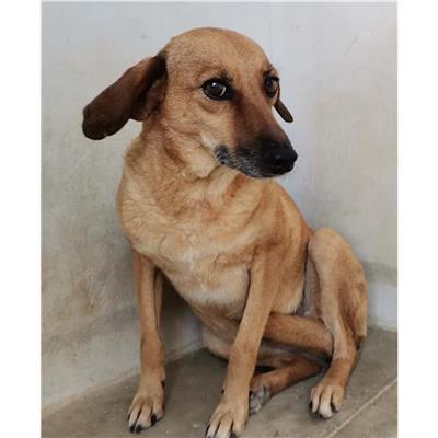 Comune di Castelsardo - Cane - Microchip 380260041110811