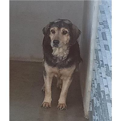 Comune di Castelsardo - Cane - Microchip 380260040631816