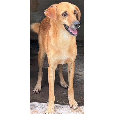 Comune di Siniscola - 380260044243147