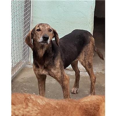 Comune di Siniscola - Cane - Microchip 380260041015627