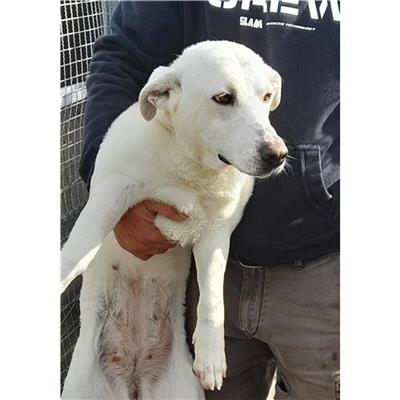 Comune di Siniscola - 380260044244174
