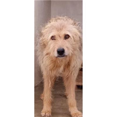 Comune di Ploaghe - Cane - Microchip 380260040040830