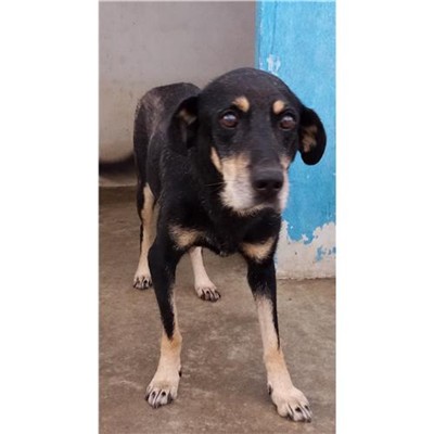 Comune di Ploaghe - 380260040184723