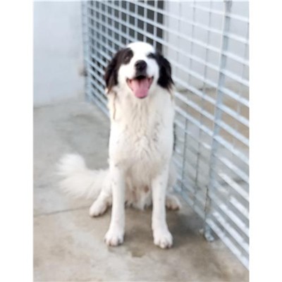 Comune di Ploaghe - 380260041359944