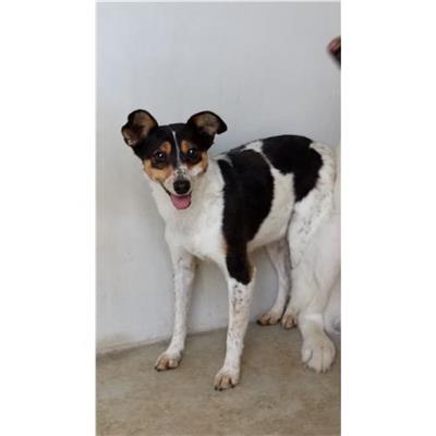 Comune di Ploaghe - Cane - Microchip 380260042690041