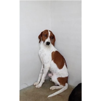 Comune di Ploaghe - 380260043053600