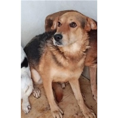 Comune di Ploaghe - 380260043053517