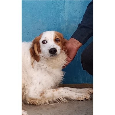 Comune di Ploaghe - 380260041561609