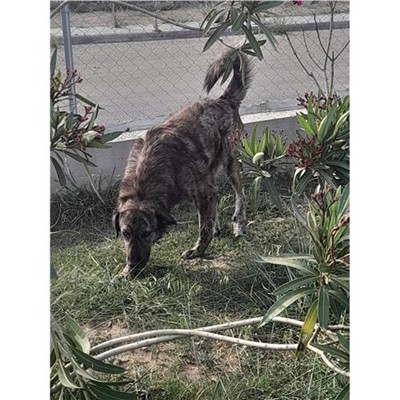 Comune di Siniscola - 380260044244342