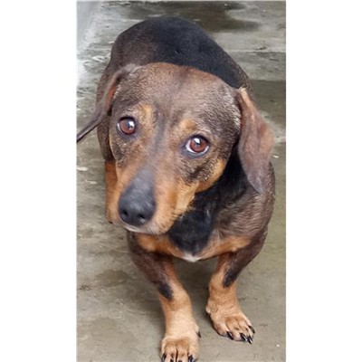 Comune di Siniscola - 380260044243943