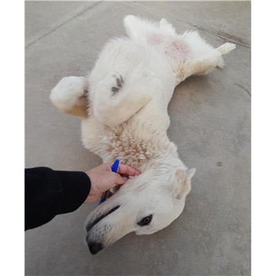 Comune di Siniscola - 380260044247459