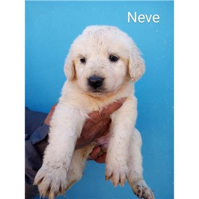 Comune di Budoni - Cane - Microchip 380260044247695