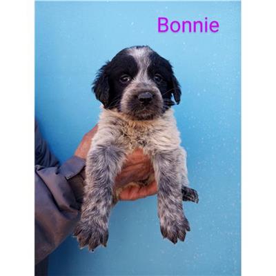 Comune di Budoni - Cane - Microchip 380260044219531