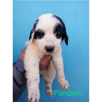 Comune di Budoni - Cane - Microchip 380260044248040