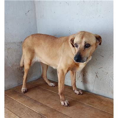 Comune di Siniscola - Cane - Microchip 380260044244403
