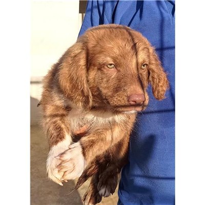 Comune di Irgoli - 380260044244026