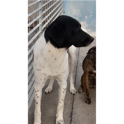 Comune di Siniscola - 380260040739977