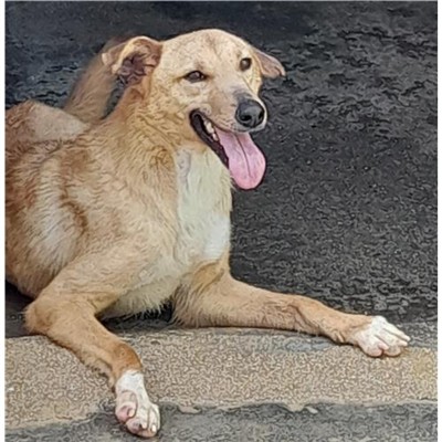 Comune di Siniscola - 380260044244400