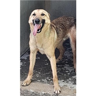 Comune di Siniscola - 380260044244221