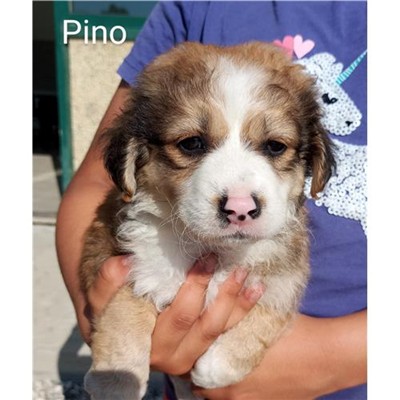 Comune di Posada - 380260044242925